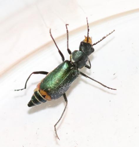 Ceratistes dentifrons